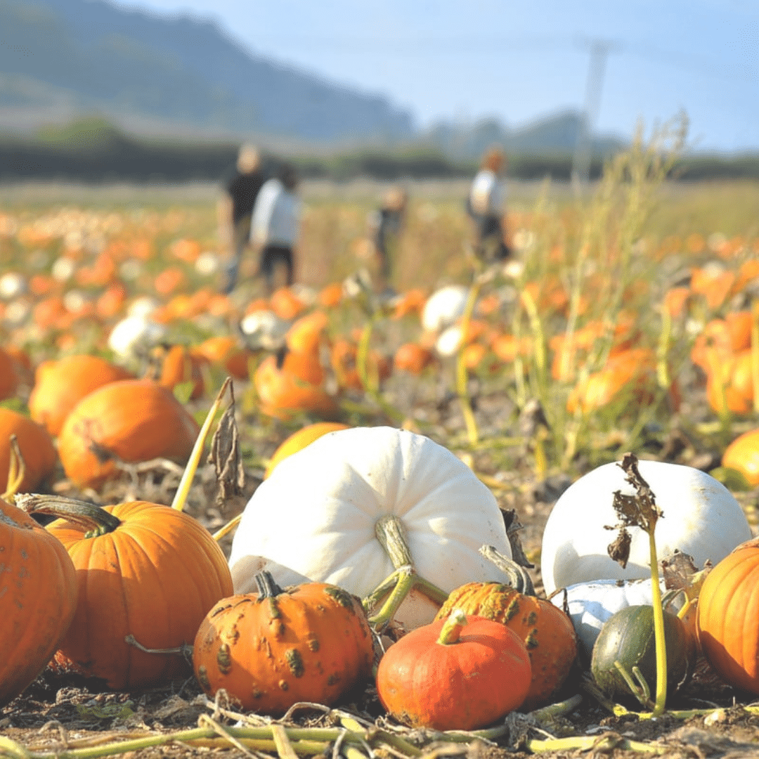 Pumpkin Patch